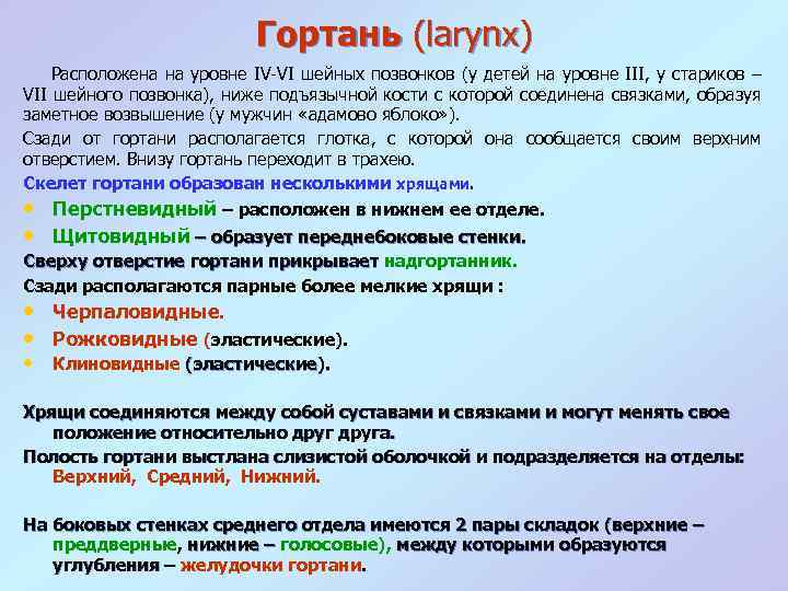 Гортань (larynx) Расположена на уровне IV VI шейных позвонков (у детей на уровне III,