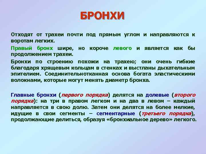 БРОНХИ Отходят от трахеи почти под прямым углом и направляются к воротам легких. Правый