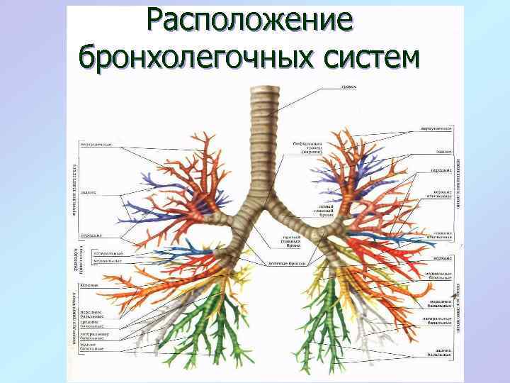 Бронхи система