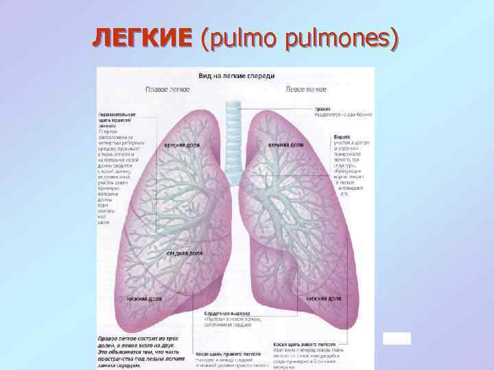 ЛЕГКИЕ (pulmones) 