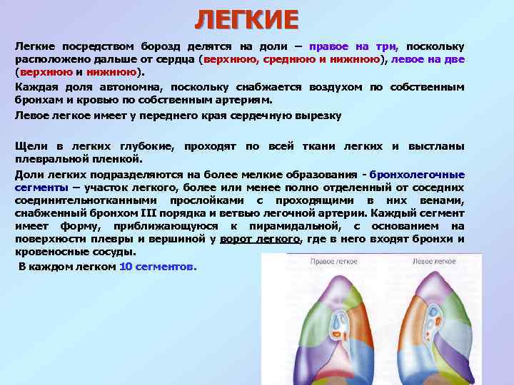 Поскольку он находится. Доли легкого делятся на. Легкое делится на доли. Как легкие делятся на доли. Правое легкое делится бороздами на доли.