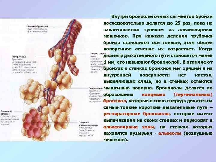 Содержит бронхи и бронхиолы. Бронхиолы строение и функции.