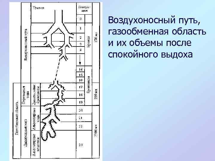 Воздухоносный путь, газообменная область и их объемы после спокойного выдоха 