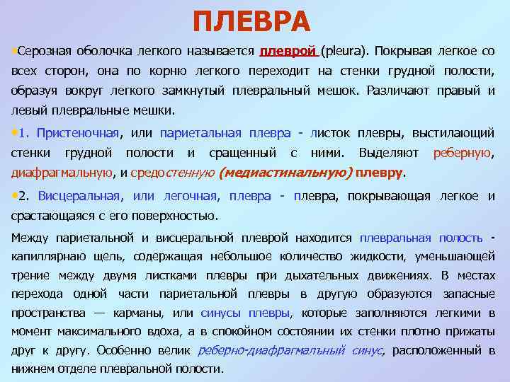 ПЛЕВРА • Серозная оболочка легкого называется плеврой (pleura). Покрывая легкое со всех сторон, она