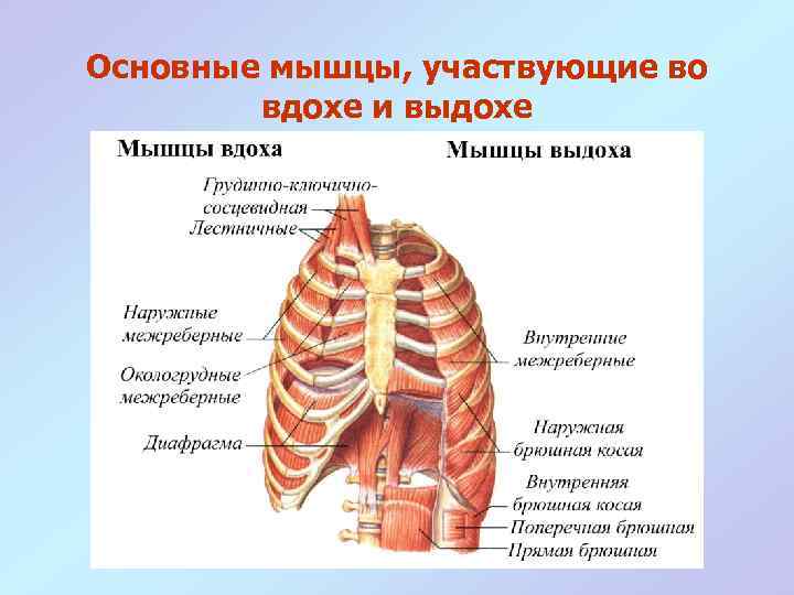 Какой буквой на рисунке обозначена дыхательная мышца диафрагма