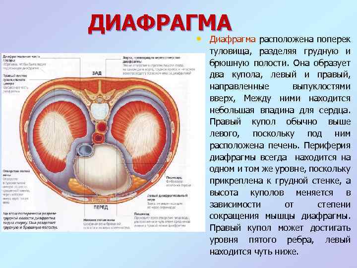 Три диафрагмы у человека. Диафрагма вид снизу со стороны брюшной полости. Диафрагма расположение строение функции. Диафрагма анатомия.