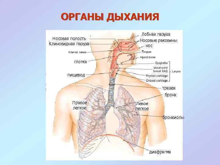 ОРГАНЫ ДЫХАНИЯ Носовая полость Клиновидная пазуха Лобная пазуха Носовые раковины нос глотка пищевод трахея