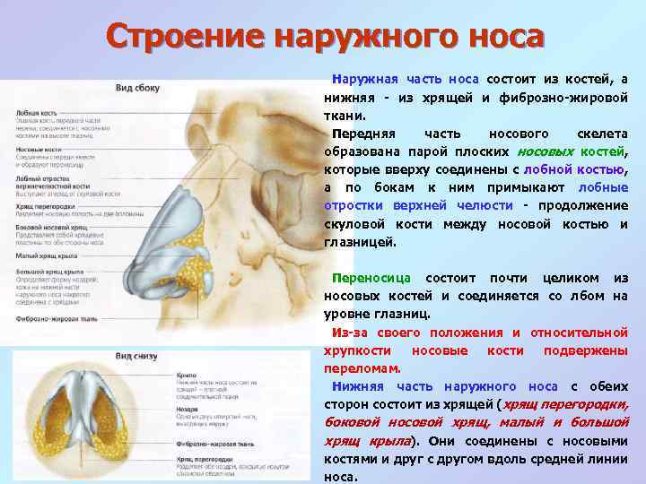 Строение наружного носа. Анатомия костей и хрящей носа. Наружный нос строение сбоку. Наружный нос анатомия строение.