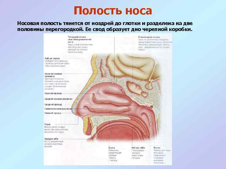 Полость носа Носовая полость тянется от ноздрей до глотки и разделена на две половины