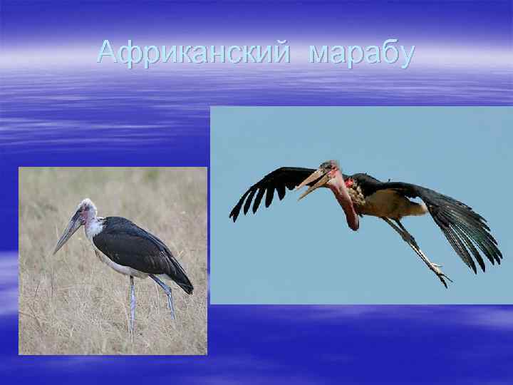 Африканский марабу 