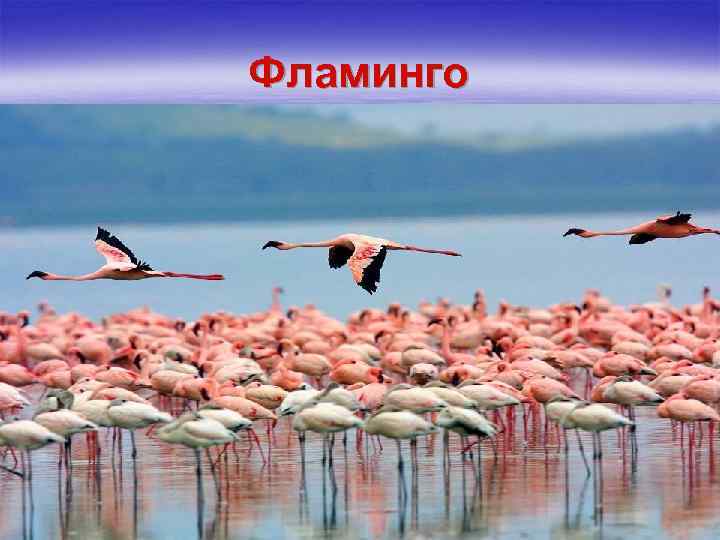 Фламинго 