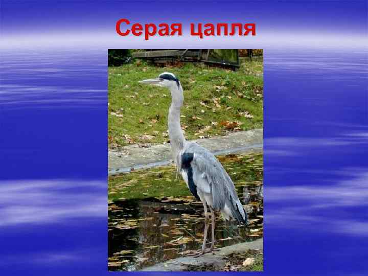 Серая цапля 