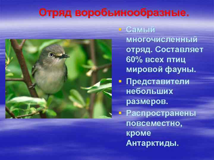 Отряд воробьинообразные.   § Самый    многочисленный    отряд.