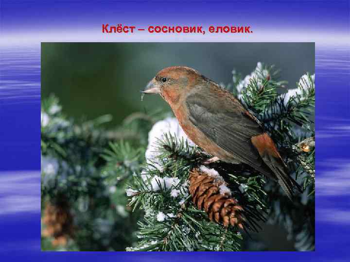 Клёст – сосновик, еловик. 