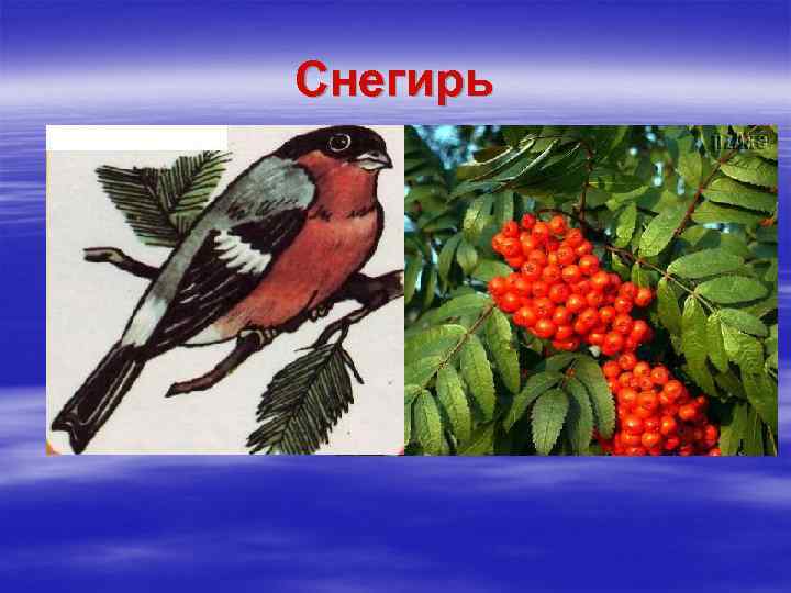 Снегирь 