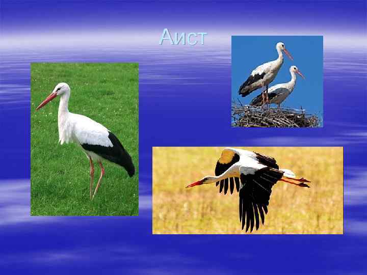 Аист 