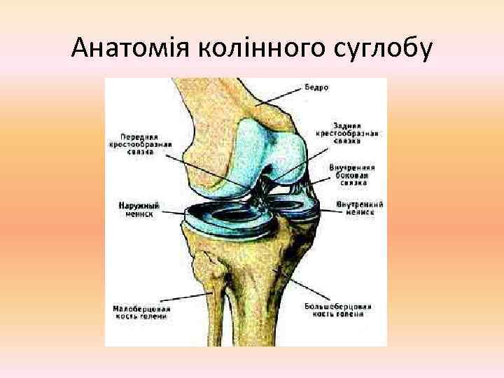 Анатомія колінного суглобу 