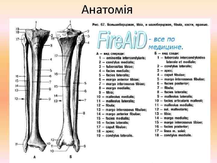 Большеберцовая кость анатомия. Большая берцовая кость анатомия латынь. Строение большеберцовой кости и малоберцовой кости. Строение большеберцовой кости на латыни. Большая и малая берцовая кость латынь.