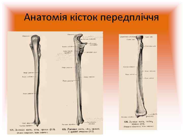 Анатомія кісток передпліччя 