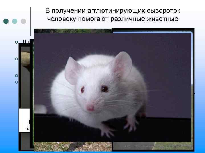 В получении агглютинирующих сывороток человеку помогают различные животные ¢ ¢ Для приготовления агглютинирующих сывороток