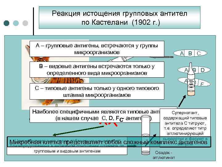 Реакция истощения групповых антител по Кастелани (1902 г. ) А – групповые антигены, встречаются
