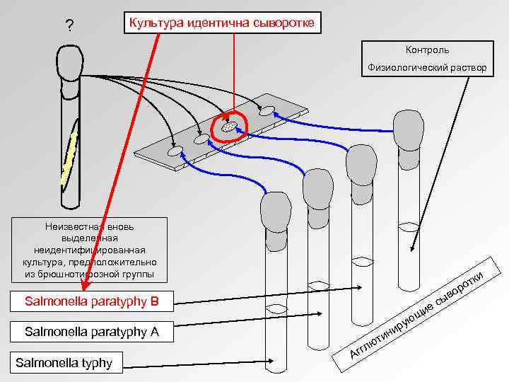 ? Культура идентична сыворотке Контроль Физиологический раствор Неизвестная вновь выделенная неидентифицированная культура, предположительно из