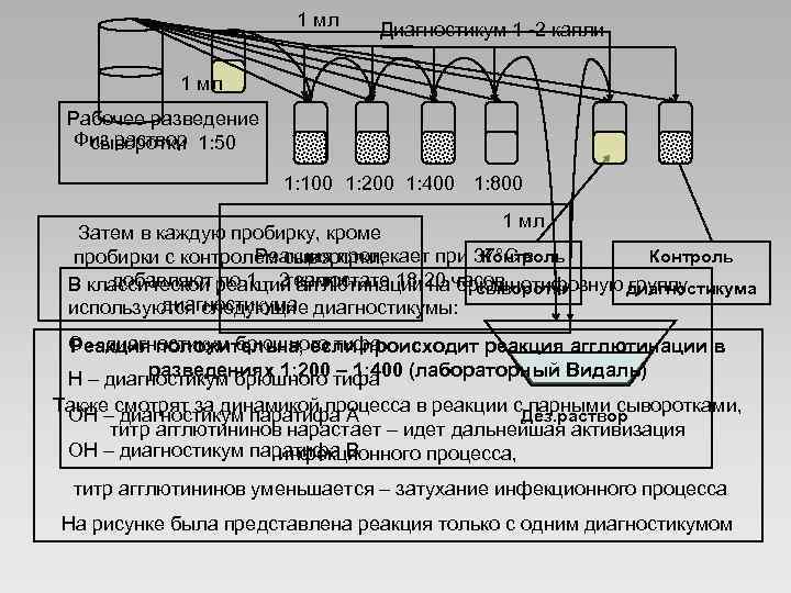 1 мл Диагностикум 1 -2 капли 1 мл Рабочее разведение Физ. раствор 1: 50