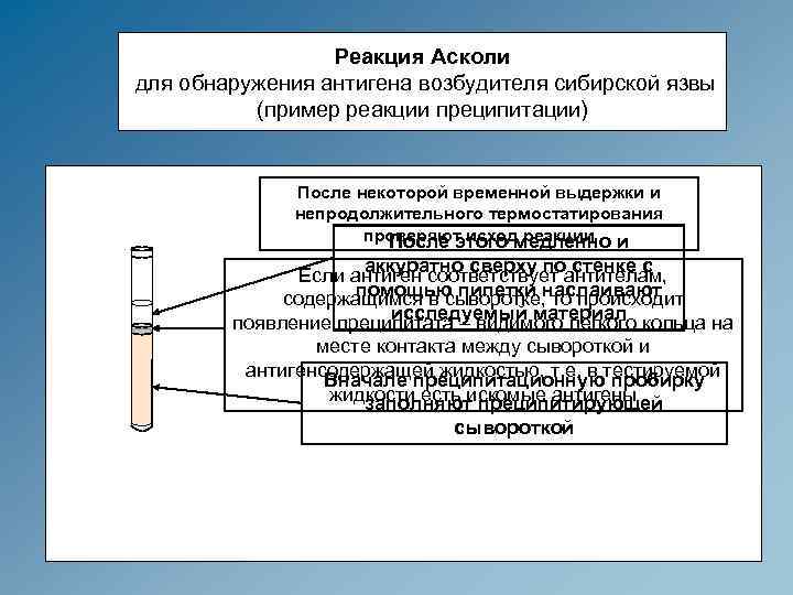 Реакция Асколи для обнаружения антигена возбудителя сибирской язвы (пример реакции преципитации) После некоторой временной