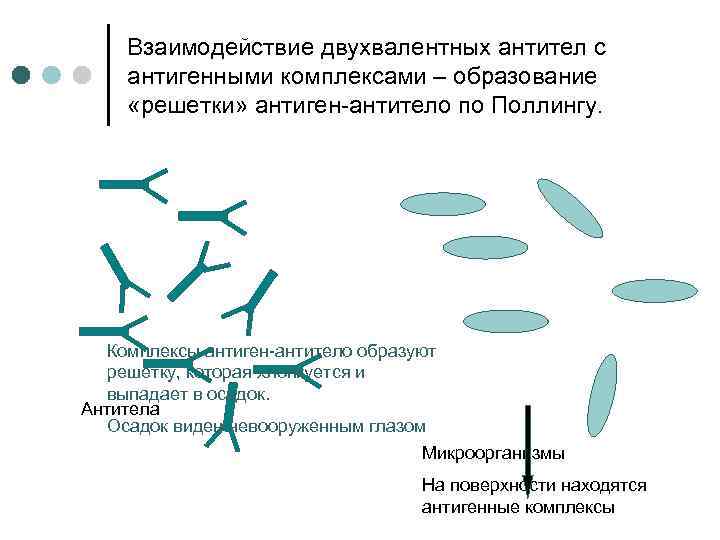 Формирование комплексов. Образуется комплекс антиген - антитело;. Реакция формирования комплекса антиген антитело.