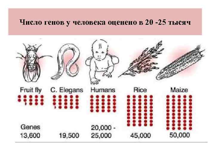 Количество генов. Сходство ДНК человека и. Число генов у человека. ДНК схожие с человеком.
