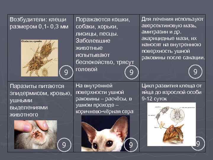 Возбудители: клещи размером 0, 1 - 0, 3 мм 9 Паразиты питаются эпидермисом, кровью,
