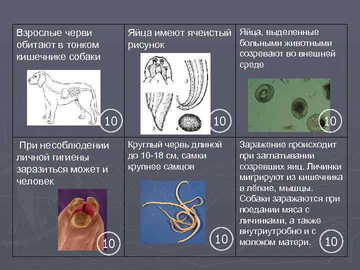 Яйца имеют ячеистый Яйца, выделенные больными животными рисунок Взрослые черви обитают в тонком кишечнике