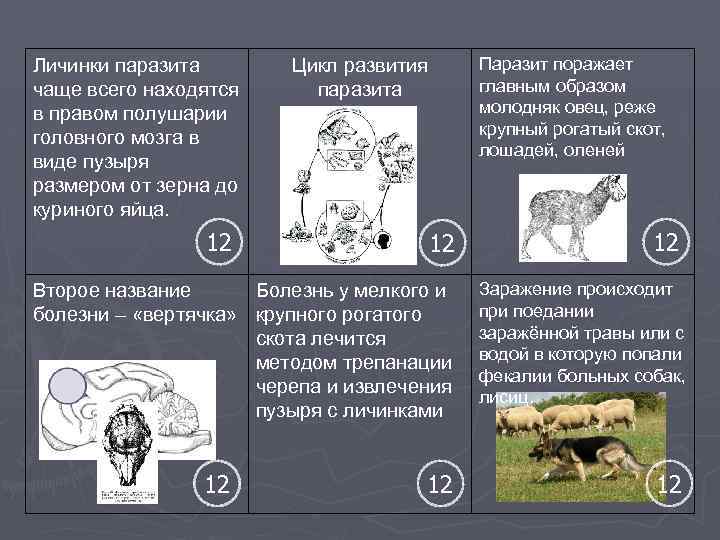 Личинки паразита чаще всего находятся в правом полушарии головного мозга в виде пузыря размером