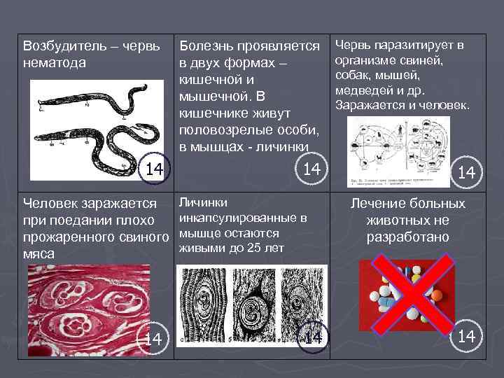 Возбудитель – червь нематода Болезнь проявляется в двух формах – кишечной и мышечной. В