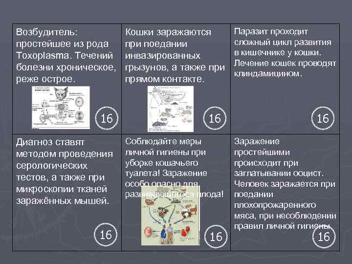 Возбудитель: простейшее из рода Toxoplasma. Течений болезни хроническое, реже острое. Кошки заражаются при поедании