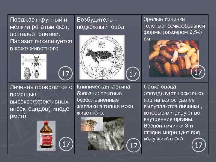 Зрелые личинки толстые, бочкообразной формы размером 2, 5 -3 см. Поражает крупный и Возбудитель