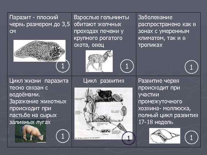 Паразит - плоский Взрослые гельминты червь размером до 3, 5 обитают желчных см проходах