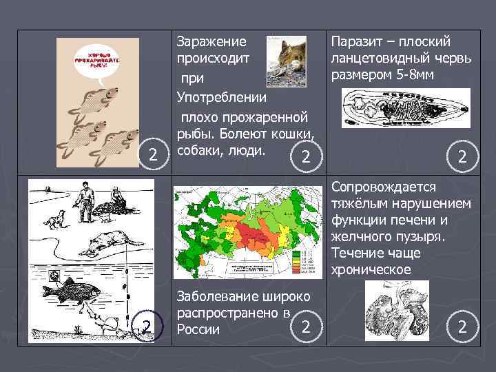 2 Заражение происходит при Употреблении плохо прожаренной рыбы. Болеют кошки, собаки, люди. 2 Паразит