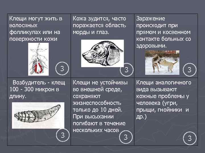 Клещи могут жить в волосяных фолликулах или на поверхности кожи Кожа зудится, часто поражается
