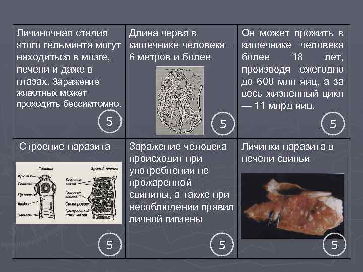 Личиночная стадия Длина червя в этого гельминта могут кишечнике человека – находиться в мозге,
