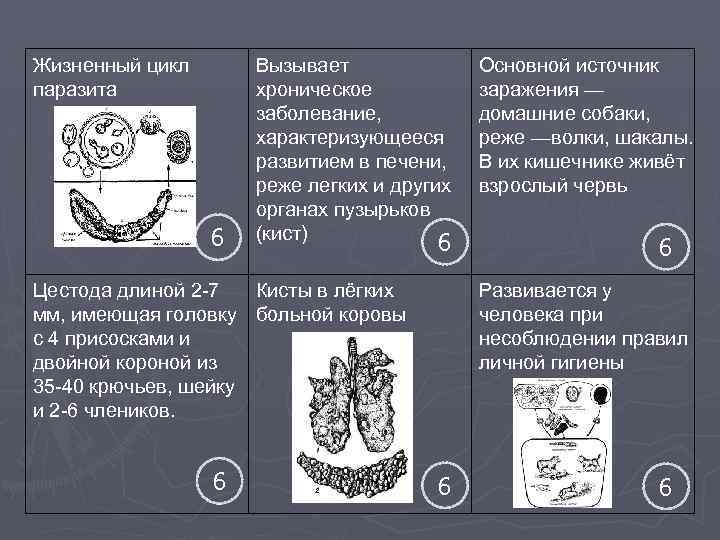 Жизненный цикл паразита 6 Вызывает хроническое заболевание, характеризующееся развитием в печени, реже легких и