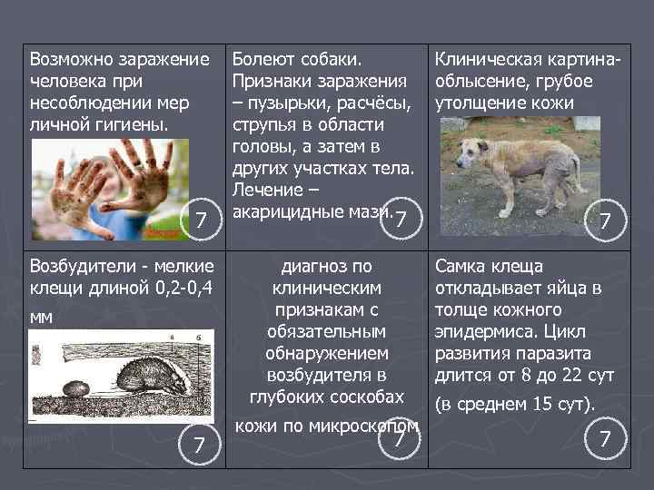 Возможно заражение человека при несоблюдении мер личной гигиены. 7 Возбудители - мелкие клещи длиной