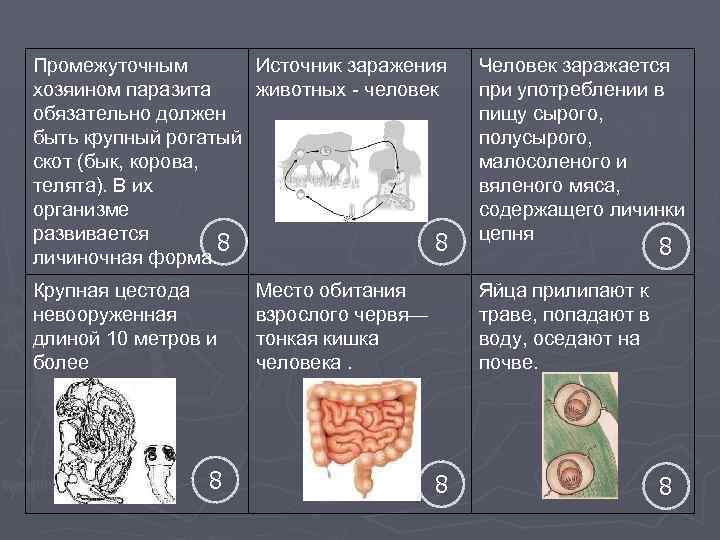 Промежуточным Источник заражения хозяином паразита животных - человек обязательно должен быть крупный рогатый скот