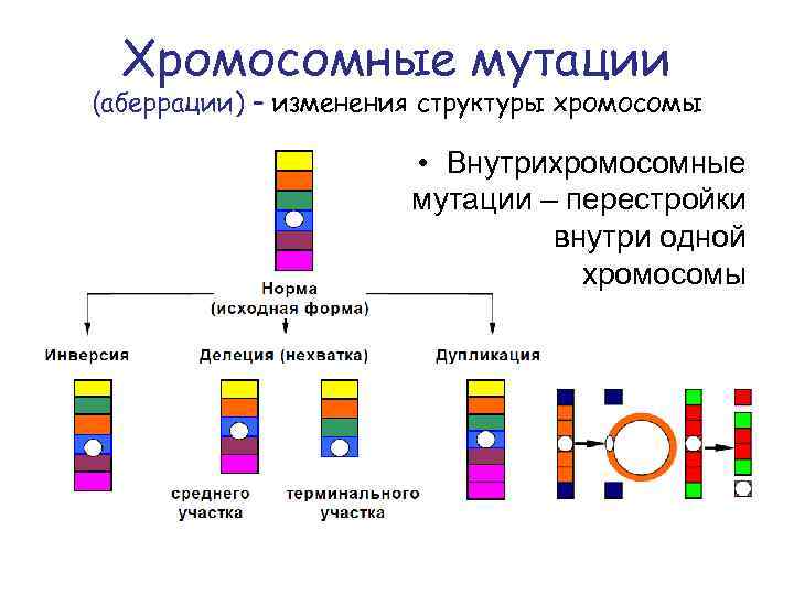 Виды хромосомных мутаций