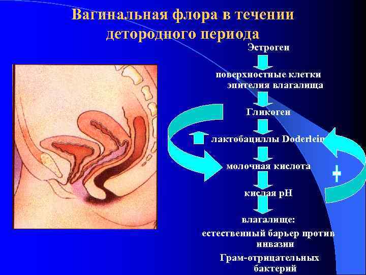 Вагинальная флора в течении детородного периода Эстроген поверхностные клетки эпителия влагалища Гликоген лактобациллы Doderlein