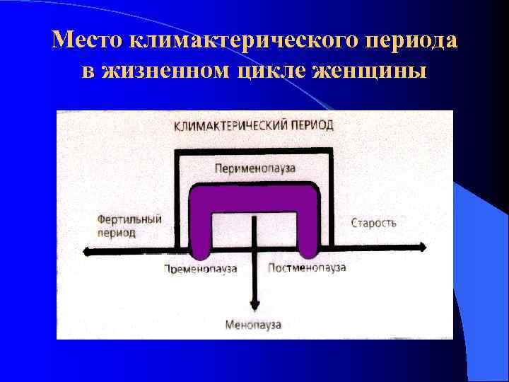 Место климактерического периода в жизненном цикле женщины 