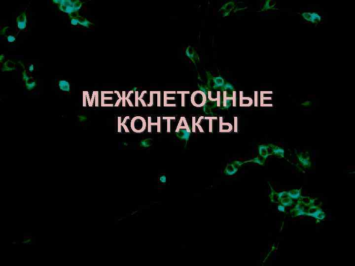 МЕЖКЛЕТОЧНЫЕ  КОНТАКТЫ 