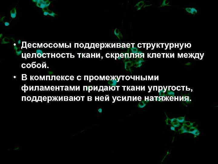 • Десмосомы поддерживает структурную  целостность ткани, скрепляя клетки между  собой. 