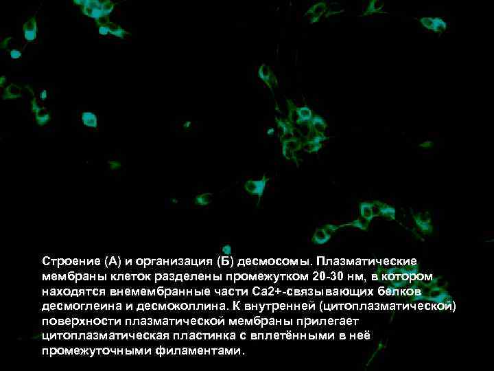 Строение (А) и организация (Б) десмосомы. Плазматические мембраны клеток разделены промежутком 20 -30 нм,