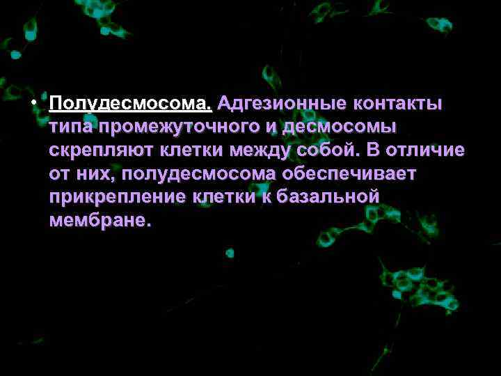  • Полудесмосома. Адгезионные контакты  типа промежуточного и десмосомы  скрепляют клетки между